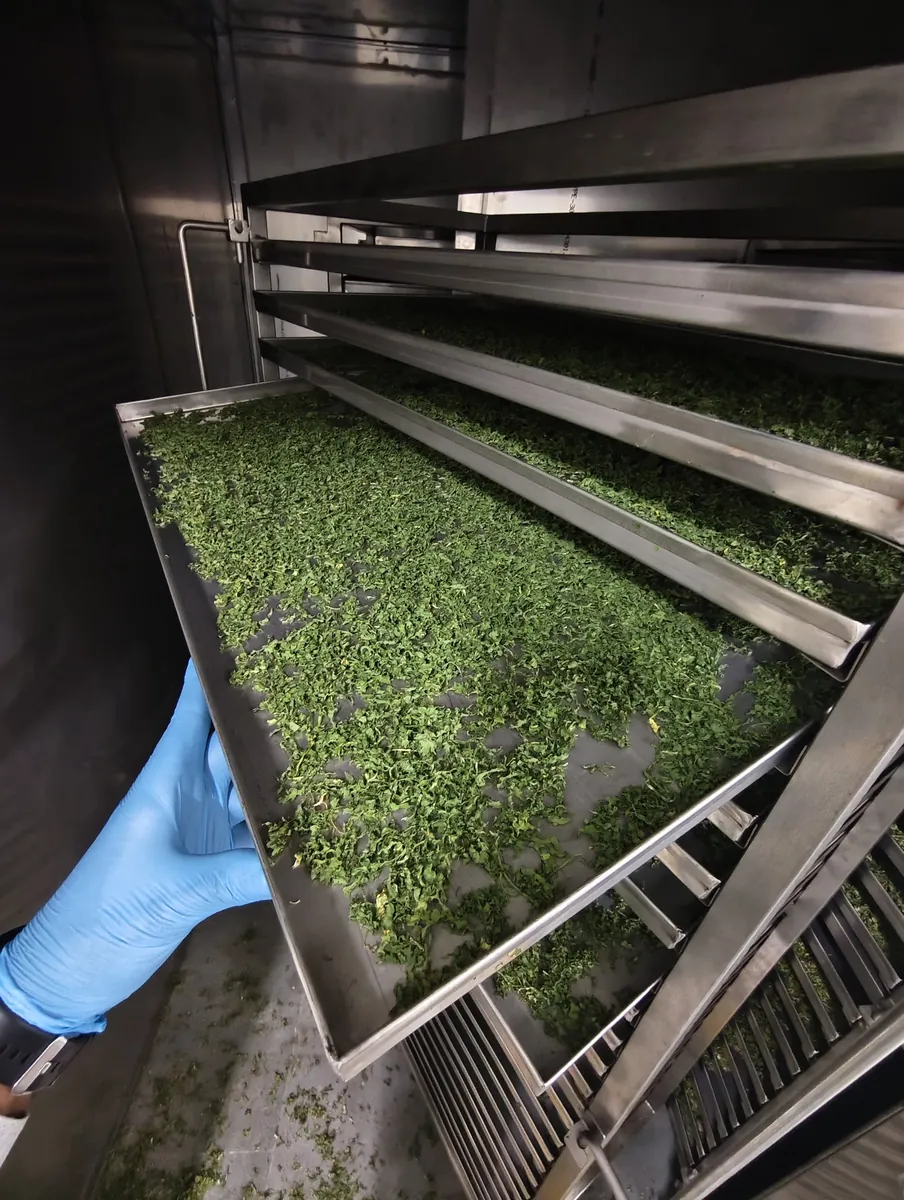 Dehydrated green leafy vegetables on stainless steel trays inside a Raisa Foods heat pump dryer